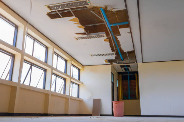Best Mold removal after water damage  in Nogales, AZ