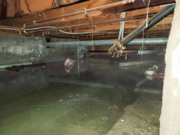 Best Fire Damage Restoration  in Nogales, AZ
